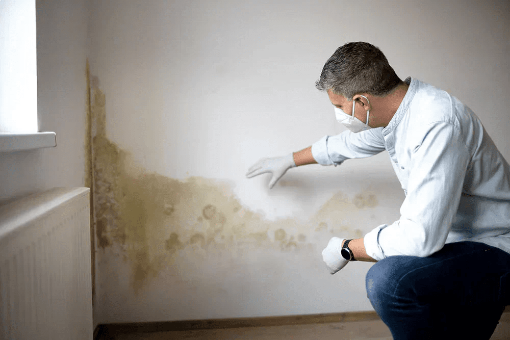 Humidité dans les murs : pourquoi ça arrive et comment y remédier effi ...